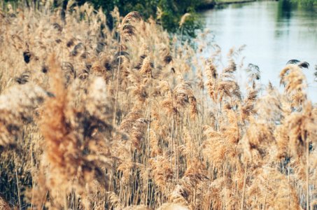 Grass Near Water