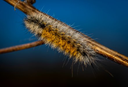 Close-up Photography Of Brown Moth Caterpillar photo