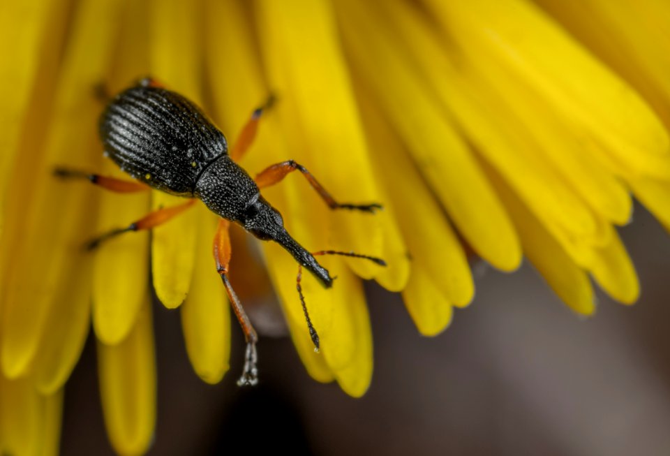 Weevil Closeup Photography