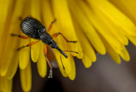 Weevil Closeup Photography