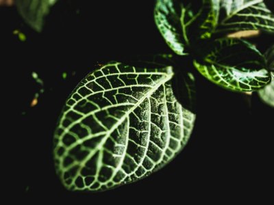 Shallow Photography Of Green Leaf photo