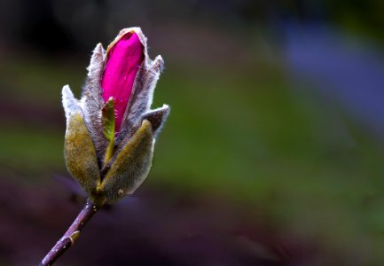 Selective Focus Photography Of Pink Rose Flower Bud photo
