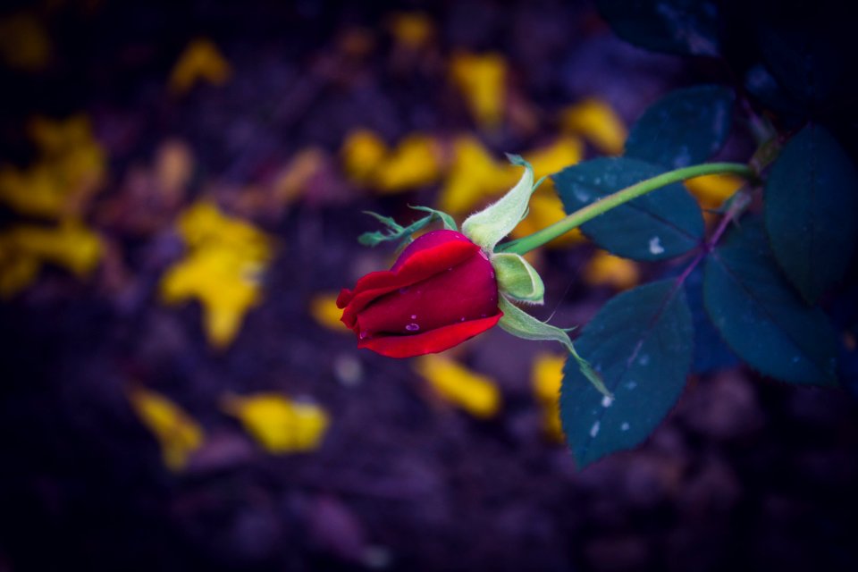 Red Rose