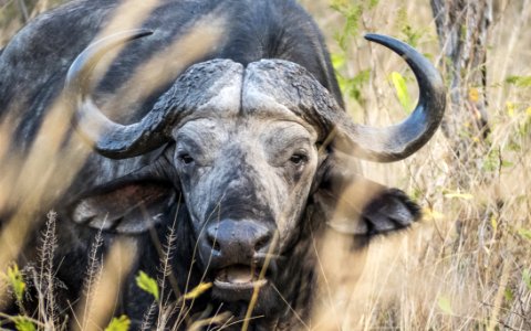 Closeup Photo Of Black Buffalo photo