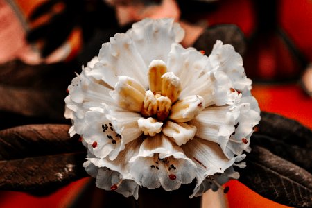 Shallow Focus Of White Flower photo