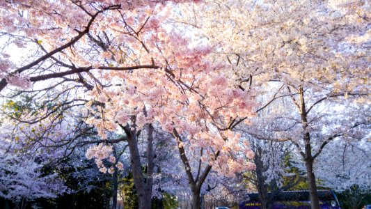 Flowering Trees