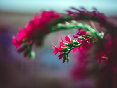 Selective Focus Photography Of Pink Flower photo