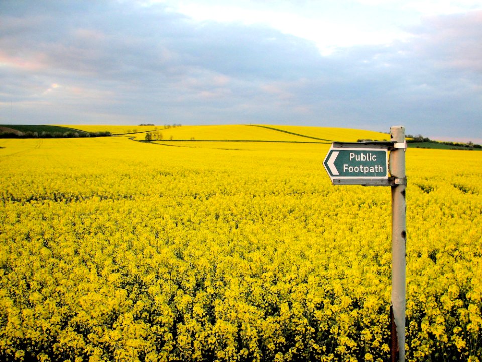 Yellow Flower Field