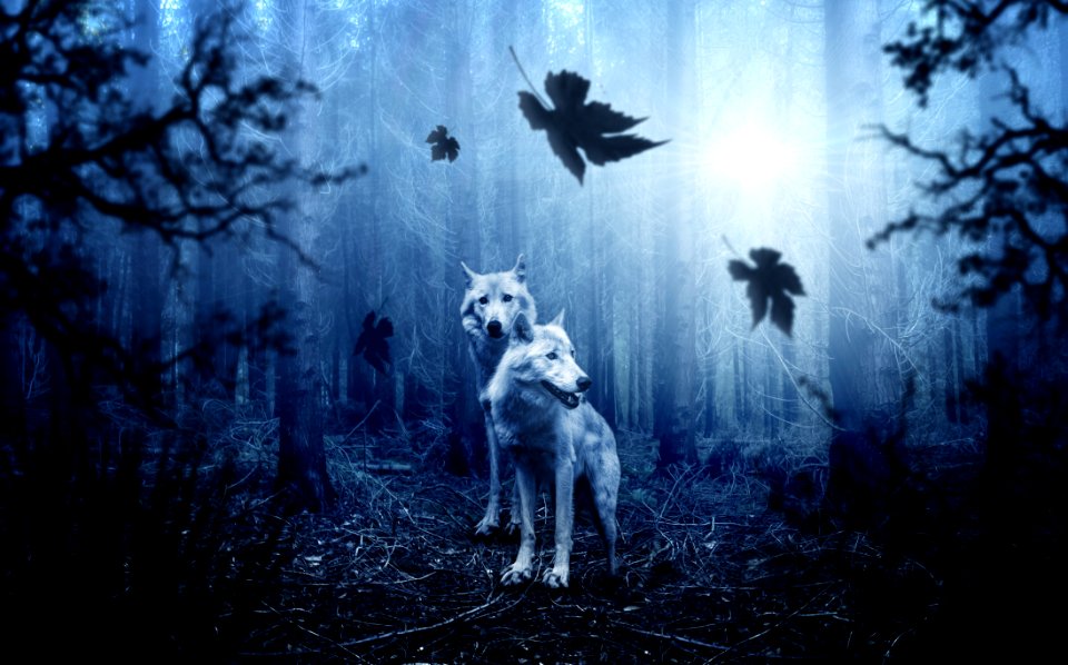 Nature Darkness Forest Sky