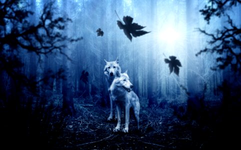 Nature Darkness Forest Sky