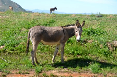 Donkey Pasture Ecosystem Horse Like Mammal