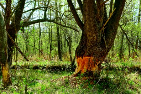 Ecosystem Woodland Nature Reserve Tree