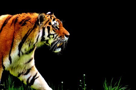 Tiger Wildlife Mammal Big Cats photo