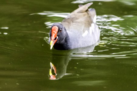 Bird Water Fauna Beak photo