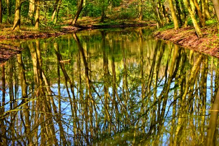 Water Reflection Nature Nature Reserve