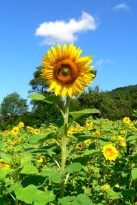 Flower Sunflower Yellow Field