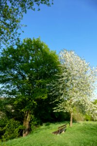 Tree Sky Vegetation Ecosystem
