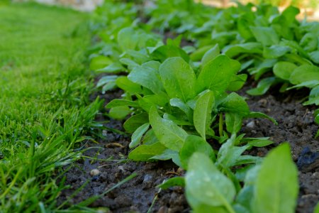 Plant Leaf Herb Grass