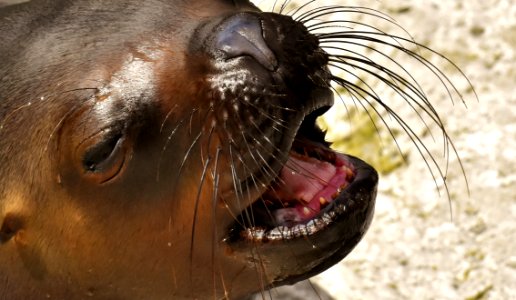 Seals Fauna Snout Wildlife