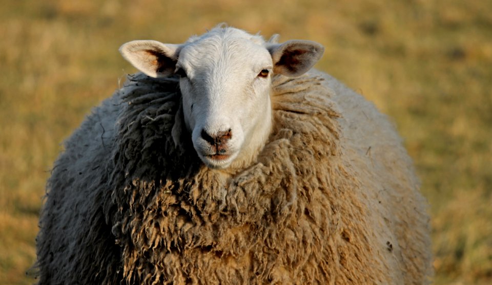Sheep Cow Goat Family Herd Livestock