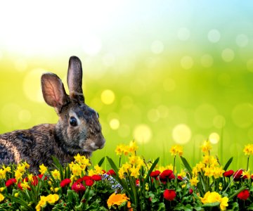 Flower Rabbit Plant Meadow