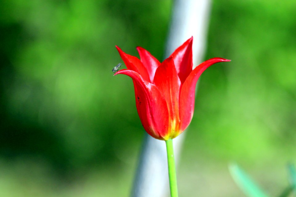Flower Plant Tulip Flowering Plant