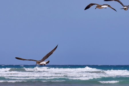 Bird Seabird Sky Sea photo