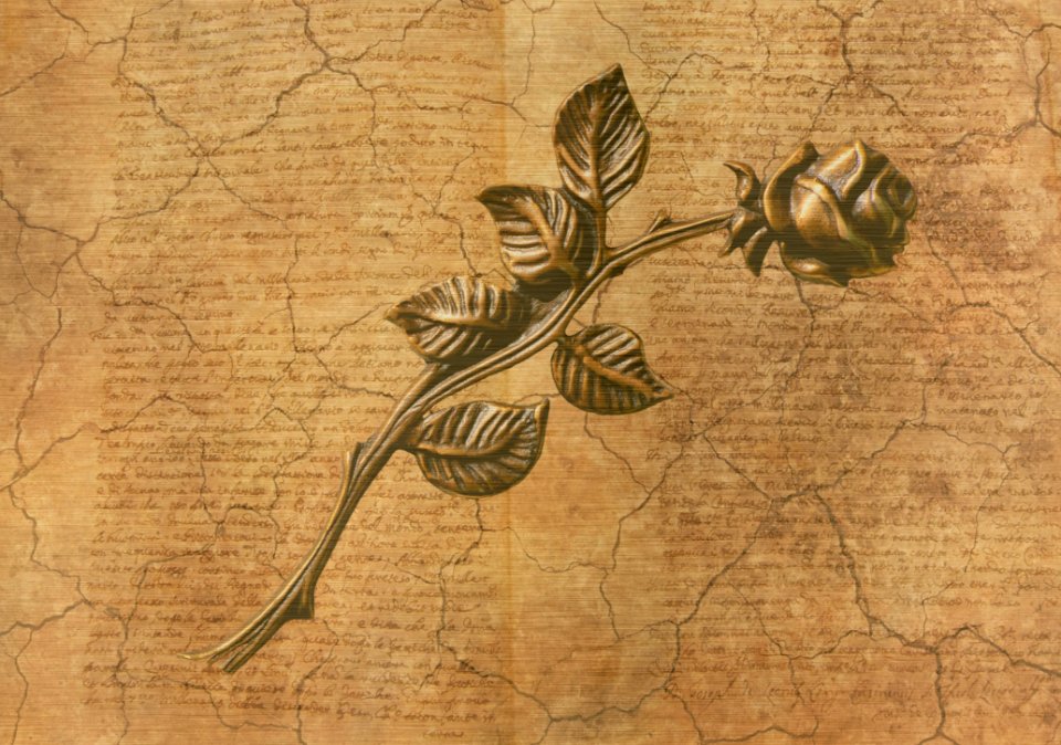 Flora Leaf Organism Flower
