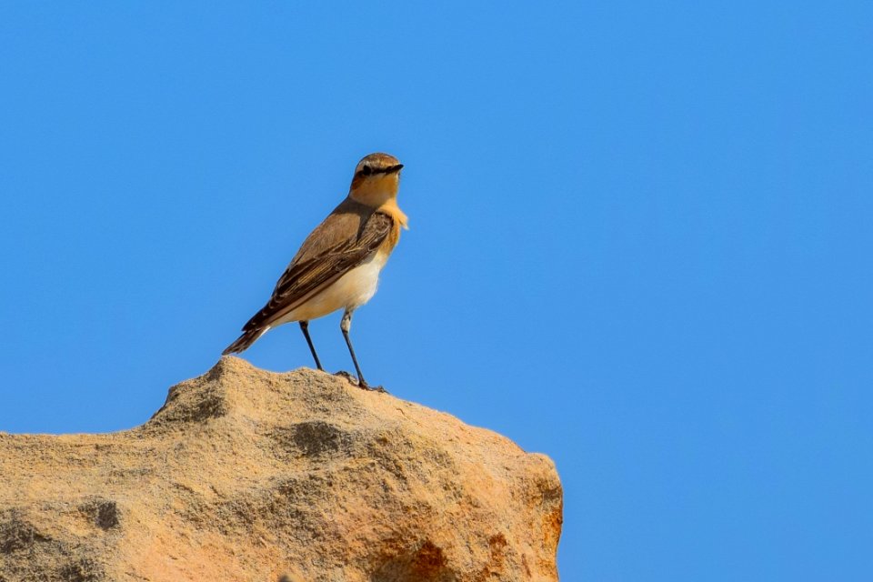 Bird Ecosystem Fauna Sky