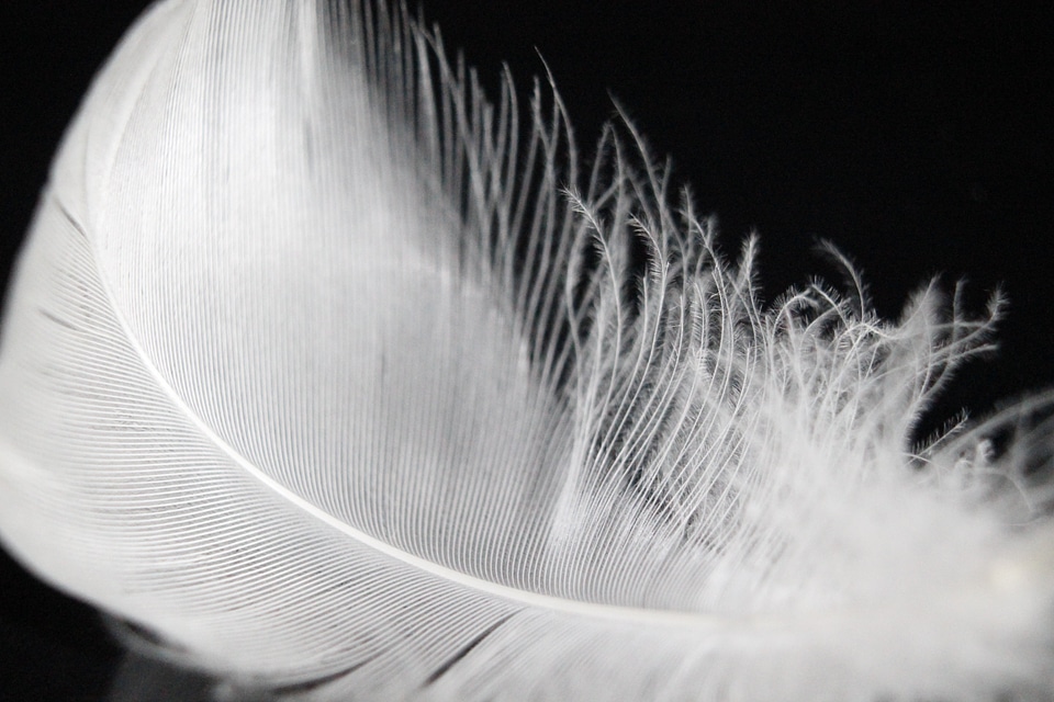 Soft bird swan feather