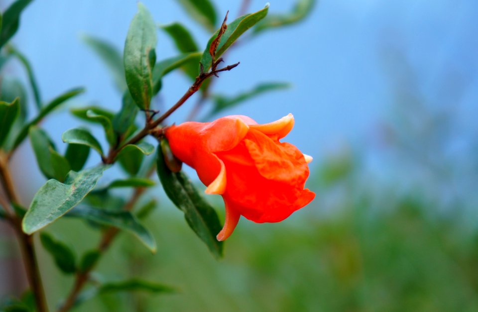 Flora Flower Wildflower Plant