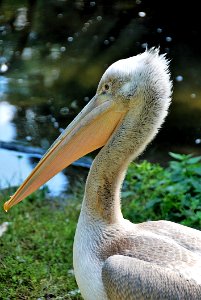 Pelican Beak Fauna Bird