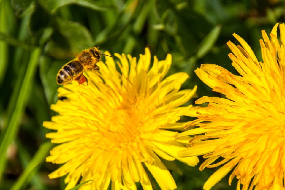 Honey Bee Bee Flower Yellow