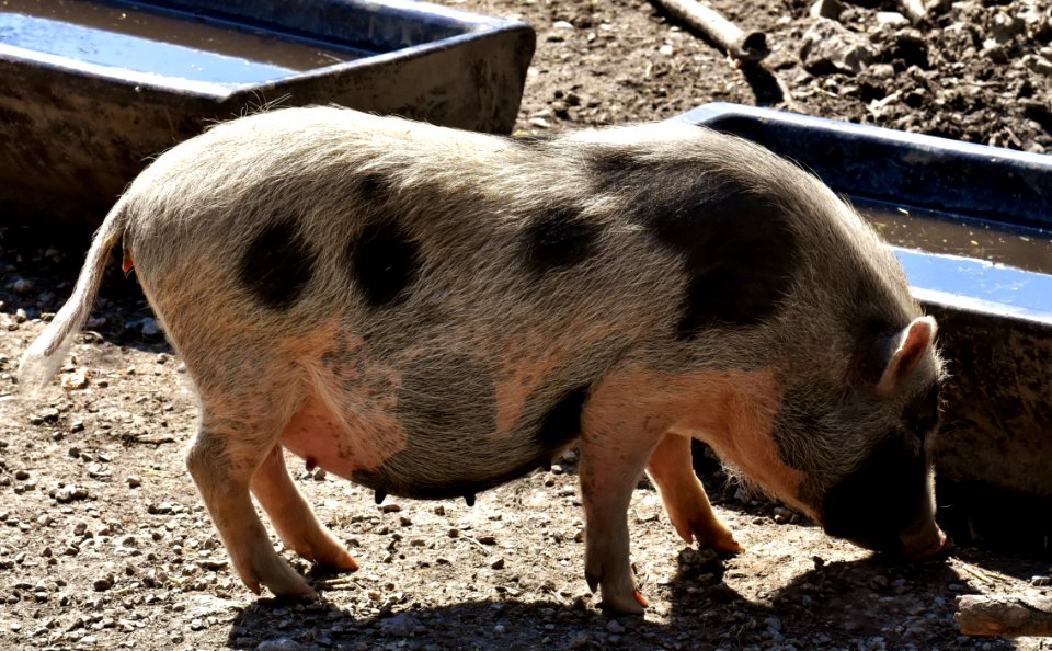 Pig Like Mammal Pig Domestic Pig Fauna