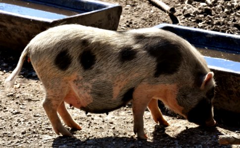 Pig Like Mammal Pig Domestic Pig Fauna photo