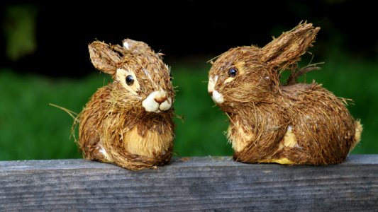 Fauna Hare Domestic Rabbit Rabits And Hares