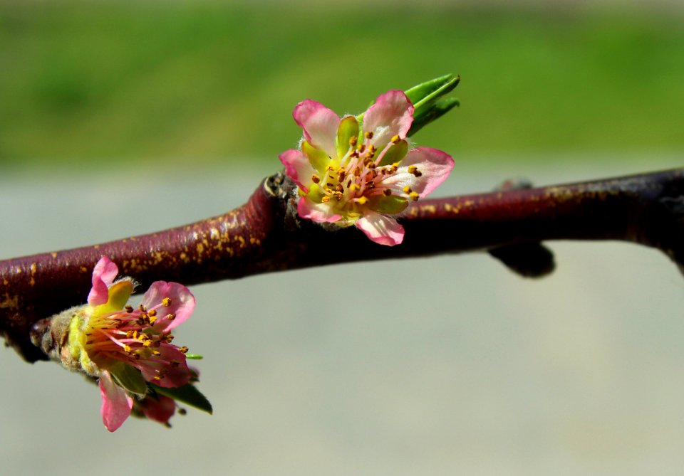 Flora Plant Bud Twig