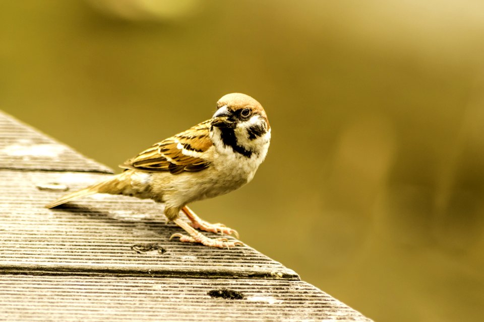 Bird Sparrow House Sparrow Fauna