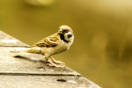 Bird Sparrow House Sparrow Fauna