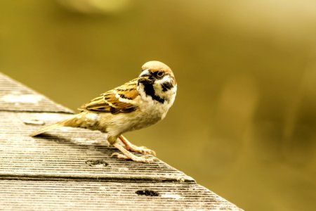 Bird Sparrow House Sparrow Fauna photo