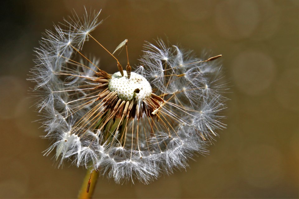Flower Flora Dandelion Close Up