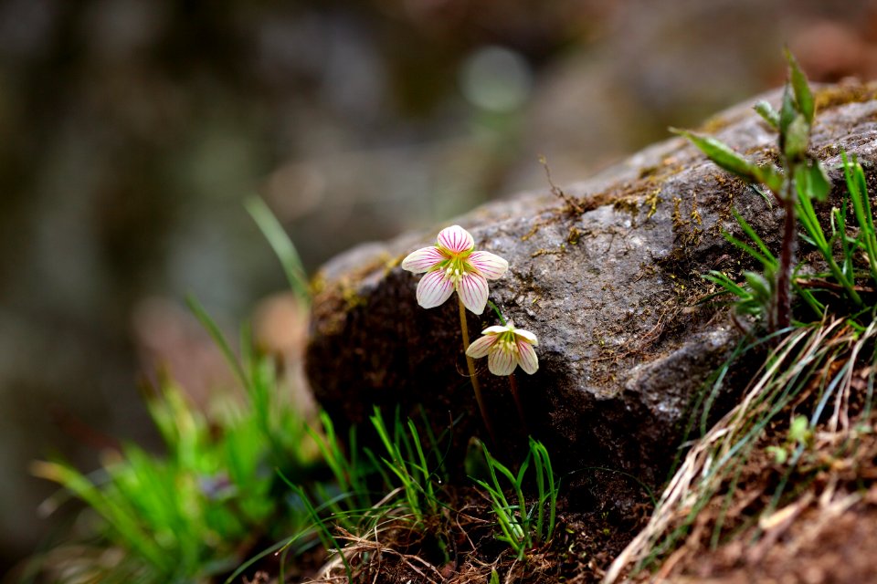 Flower Flora Plant Spring