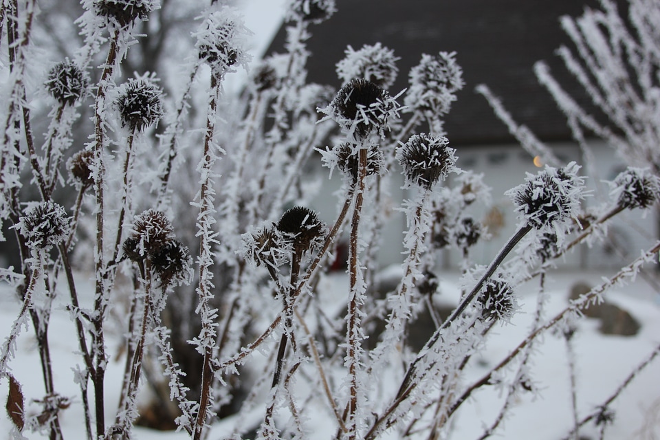 Garden gray garden gray gardening