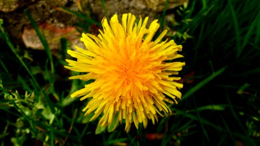 Flower Yellow Dandelion Flora