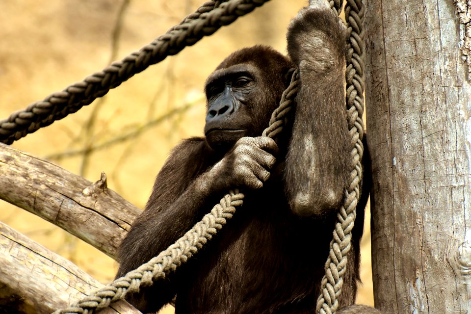 Fauna Great Ape Primate Common Chimpanzee