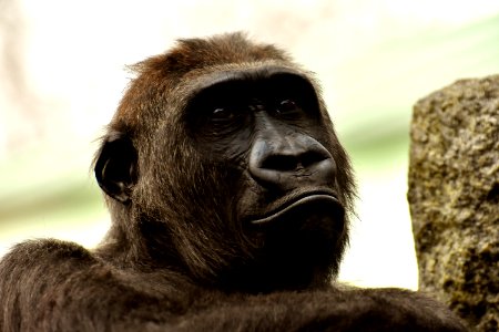 Face Great Ape Fauna Mammal photo