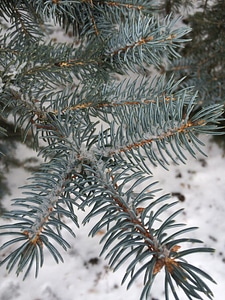 Tree winter branch photo