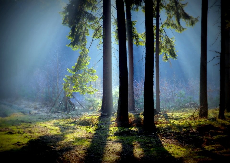 Nature Ecosystem Forest Woodland