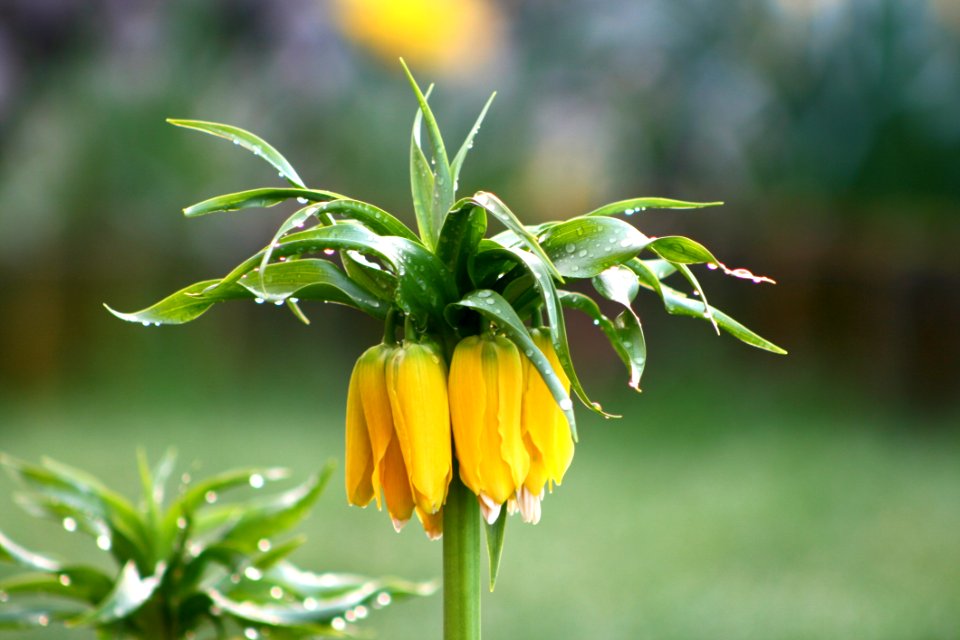 Flower Plant Fritillaria Crown Imperial