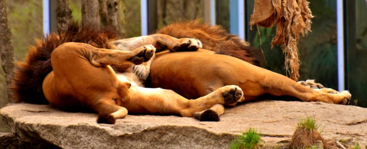 Lion Terrestrial Animal Wildlife Zoo photo